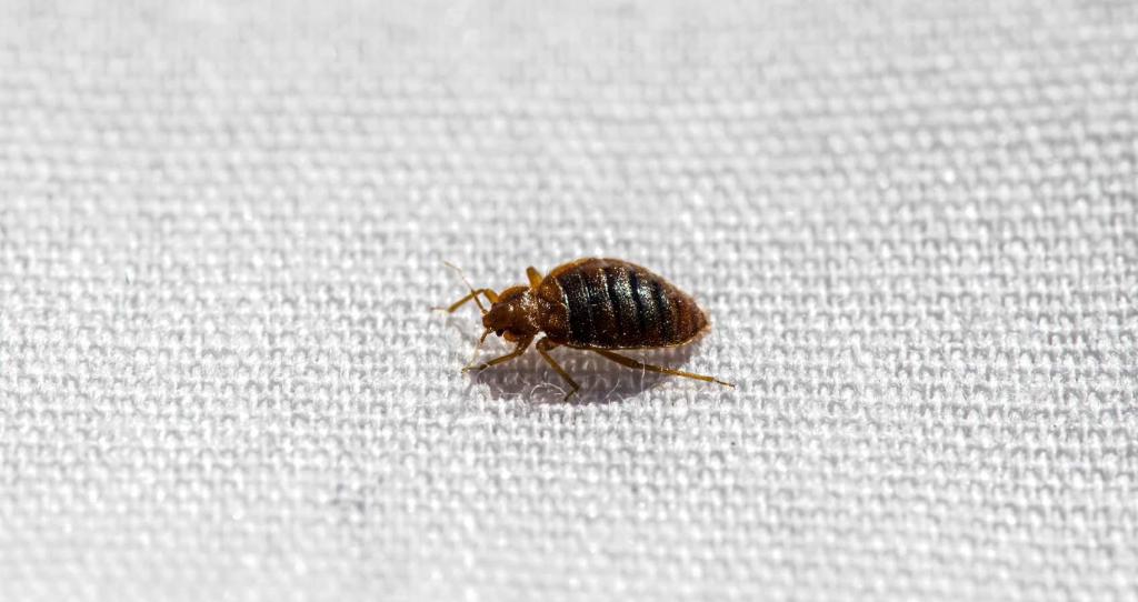 Bed Bugs - What Every Camp Needs to Know | American Camp Association