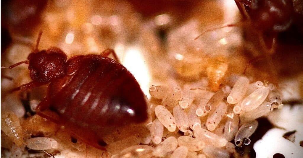 What Do Bed Bugs Eat? - AZ Animals