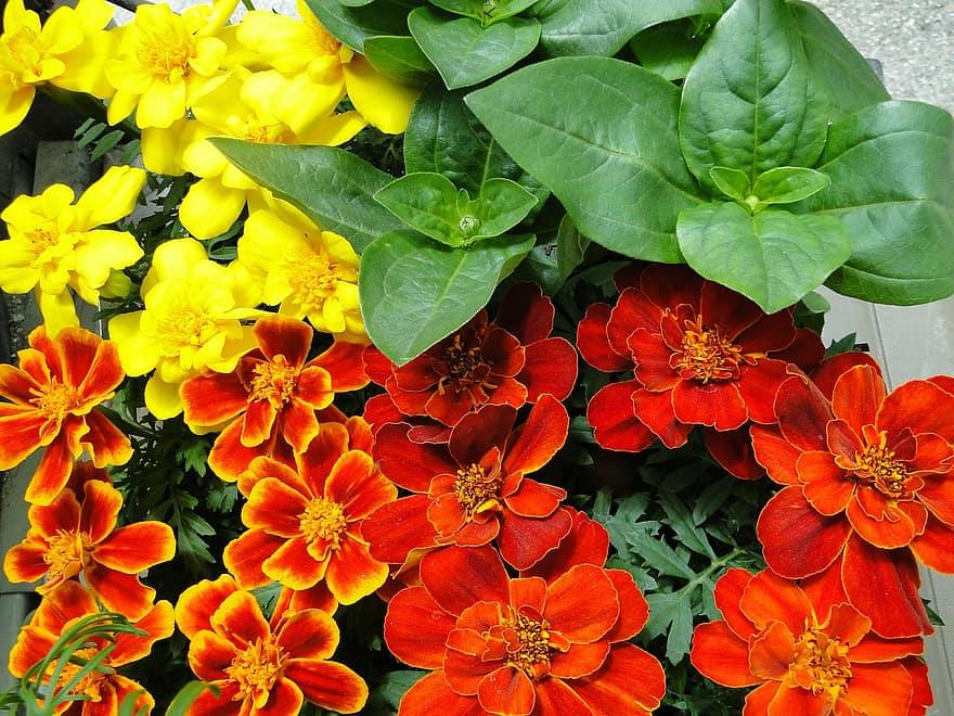 When Can I Begin Growing Marigold Seeds In A Greenhouse? - Krostrade