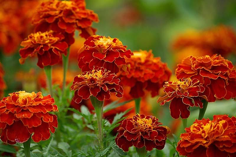 When and How to Plant Marigold Seeds | Gardener's Path