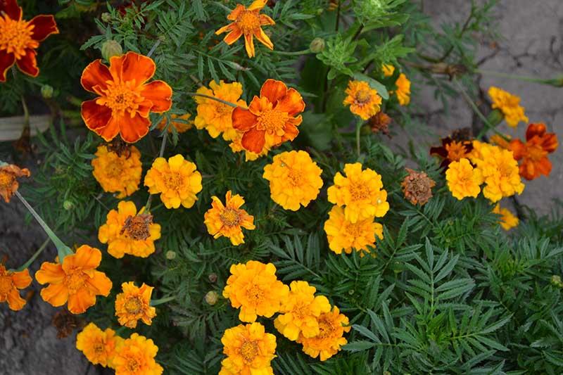 When and How to Plant Marigold Seeds | Gardener's Path