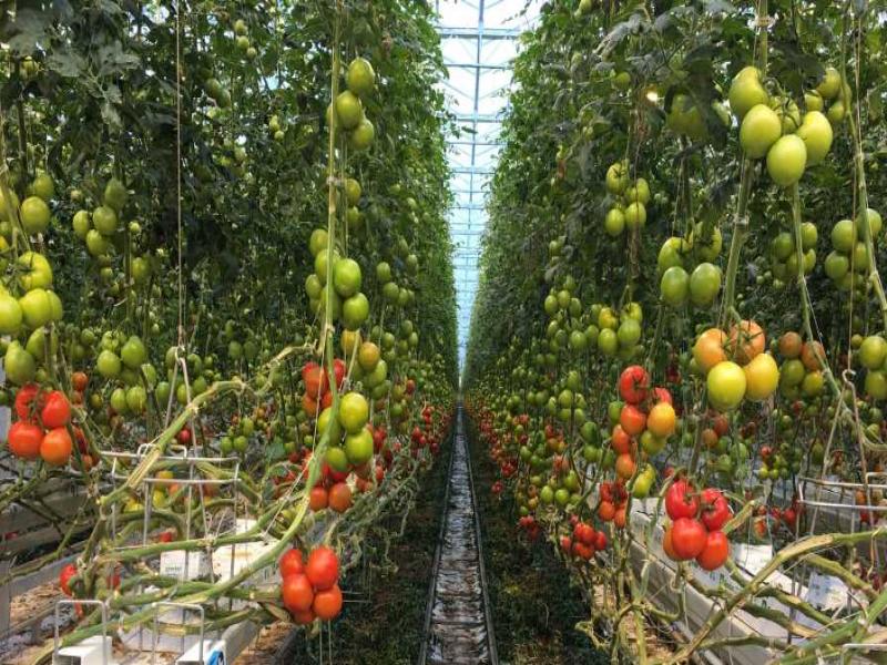 Your Guide to High-Wire Tomato Growing - Greenhouse Grower