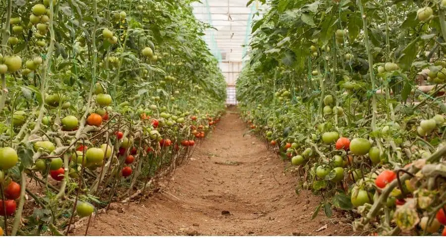 Can you grow tomatoes all year in a greenhouse? - Simplify Gardening