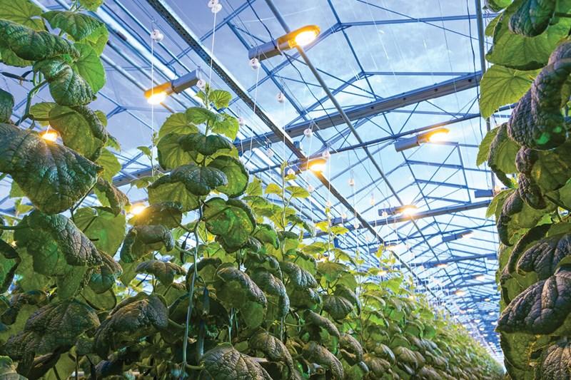 Combining Sunlight and Grow Lights: Supplemental Greenhouse