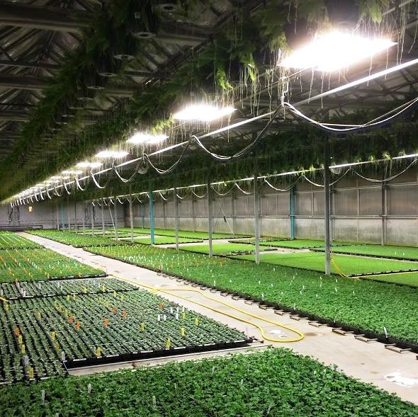Growing with Artificial Light — Bob's Market and Greenhouses